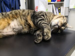 Clinique Vétérinaire Championnet