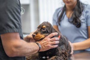 Clinique vétérinaire Frémicourt Paris - Sevetys