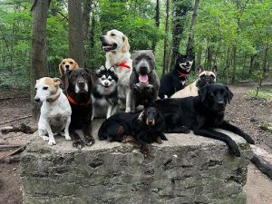 Education Canine Paris