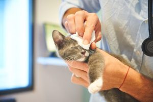 VETINPARIS - URGENCES vétérinaires Paris 24/24 et 7/7