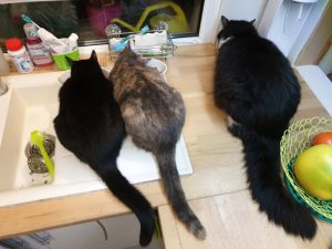 Clinique vétérinaire Clignancourt Paris - Sevetys