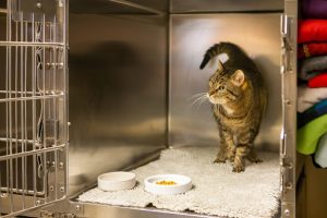 Clinique Vétérinaire des Olympiades