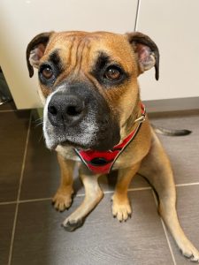 éducateur canin comportementaliste