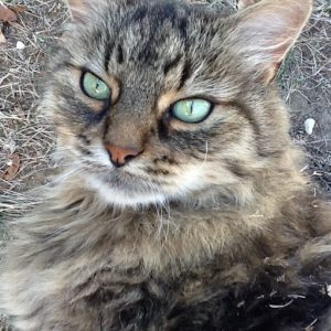 Clinique Vétérinaire du Chat