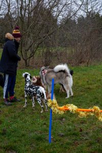 Olykan - éducation canine Paris