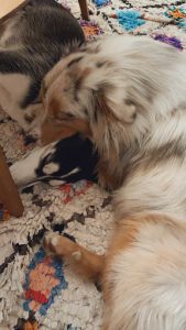 Franck Philip - Dressage chiens à Paris