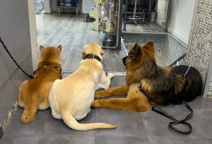 Bella Spa & Toilettage