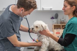 Clinique vétérinaire Picpus Paris - Sevetys